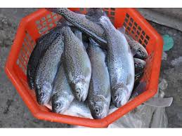  
                                          राहु माछा
                                          